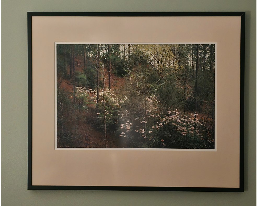 Dogwood photographs landscape dogwood