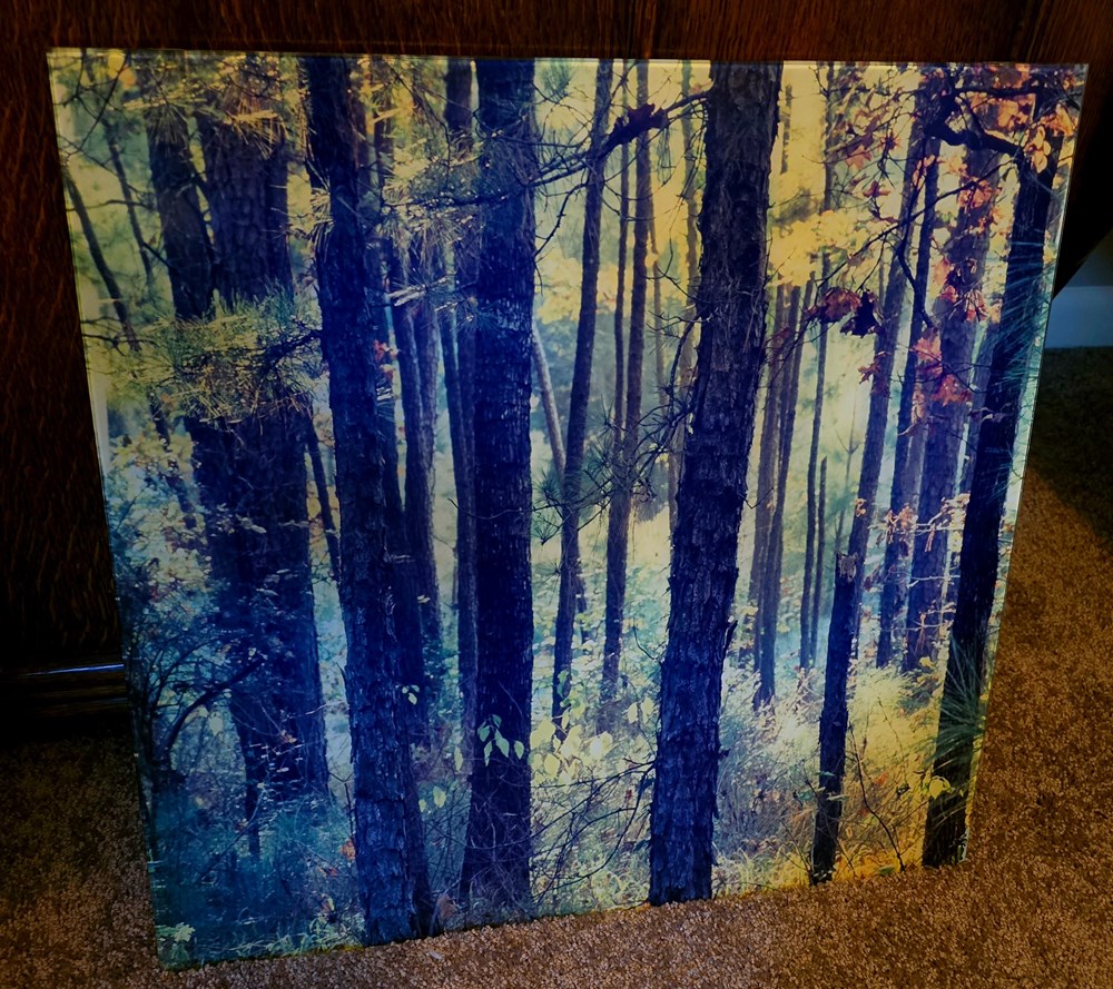photographs landscape forest