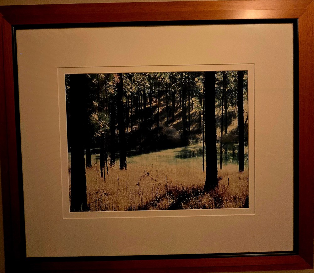 photographs landscape pines 4