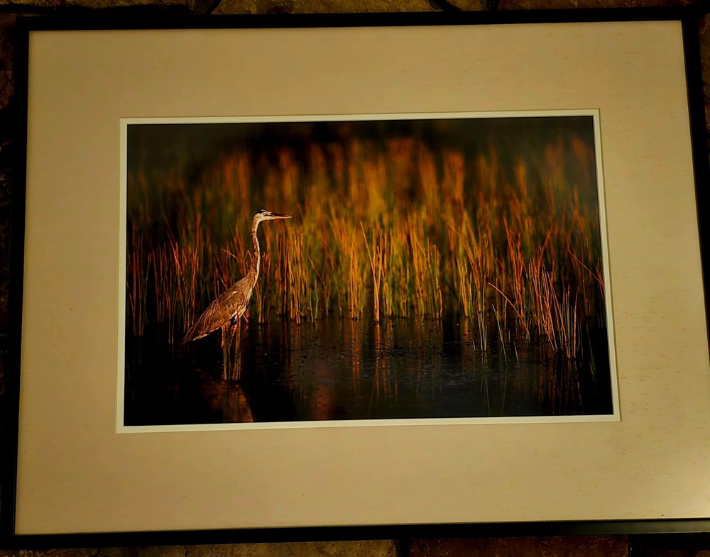 Crane photographs wildlife crane