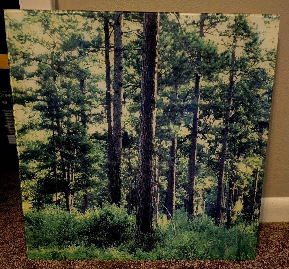 photographs forest 3