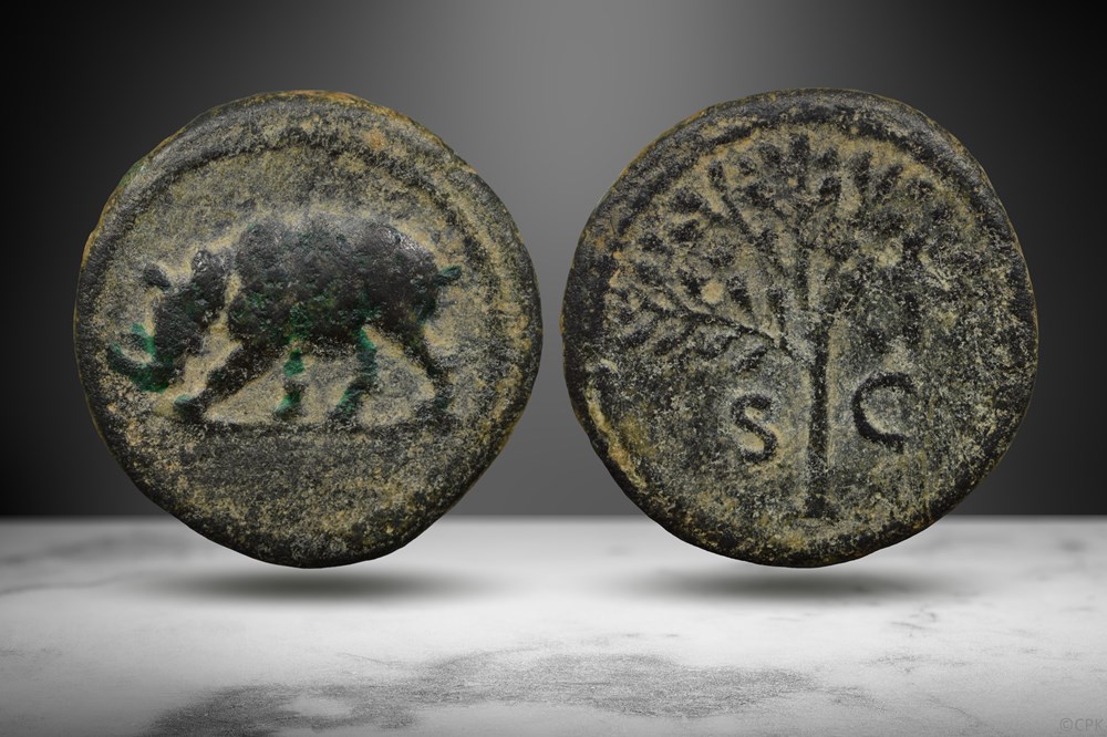 Domitian AE Quadrans (Rhinoceros/Olive branch, RIC II.1 252) coins ancient to romans imperial and republican domitian ae quadrans rhinoceros olive branch ric ii 1 252
