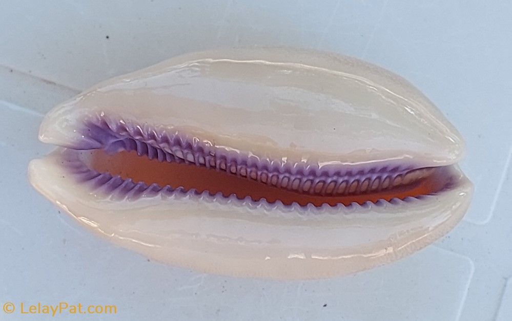 coquillage fossile gastropodum lyncina carneola porcelaine carnee