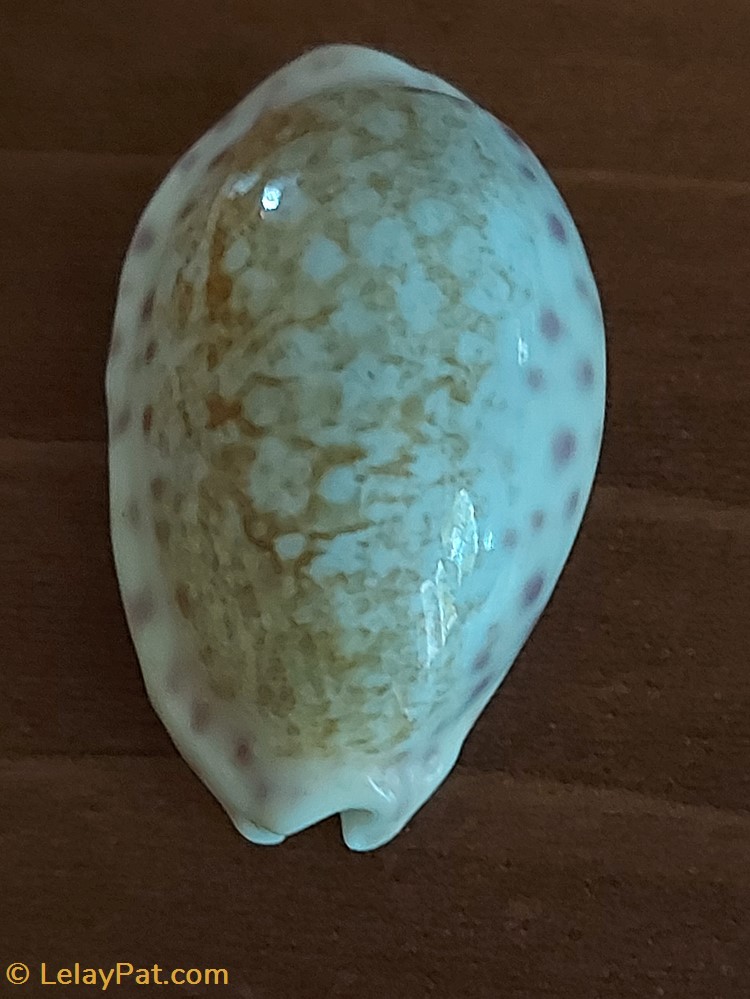 Ovatipsa chinensis coquillage fossile gastropodum ovatipsa chinensis