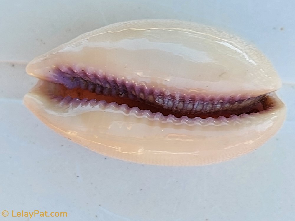 coquillage fossile gastropodum lyncina carneola porcelaine carnee
