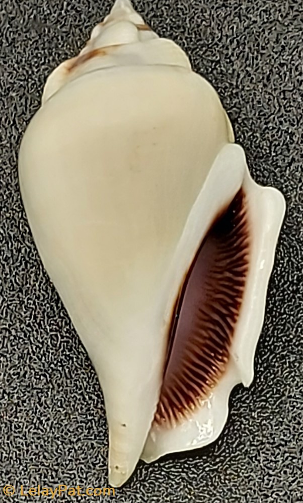 coquillage fossile gastropodum gibberulus gibberulus