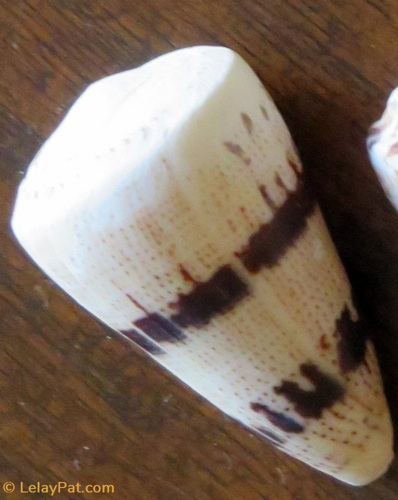 Conus augur 2 coquillage fossile gastropodum conus augur
