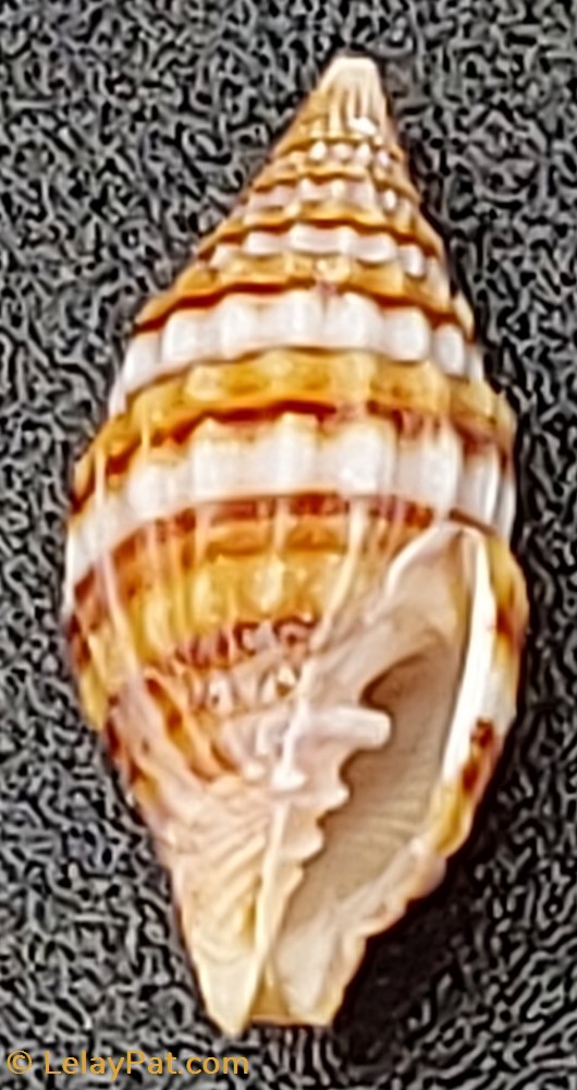 Vexillum venustulum coquillage fossile gastropodum vexillum venustulum