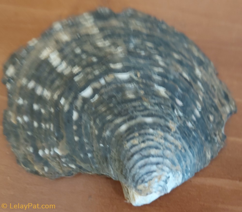 Pinctada margaritifera 4 coquillage fossile bivalvium pinctada margaritifera