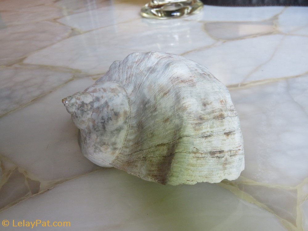 Turbo marmoratus coquillage fossile gastropodum turbo marmoratus