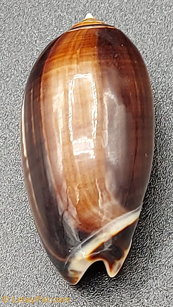 coquillage fossile gastropodum oliva tremulina tenebrosa
