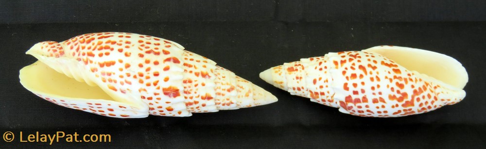 Mitra papalis 3 coquillage fossile gastropodum mitra papalis