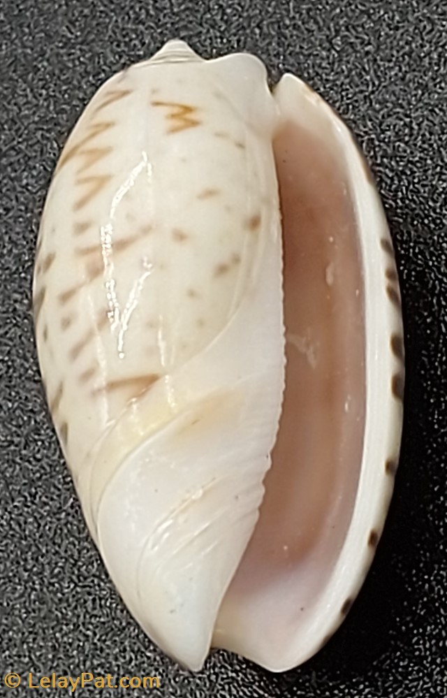 Oliva bulbosa undata coquillage fossile gastropodum oliva bulbosa undata