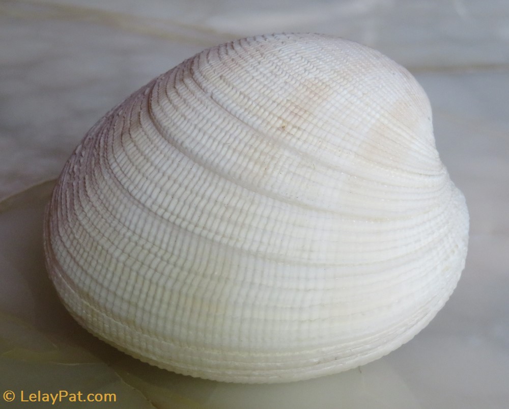 Codakia tigerina coquillage fossile bivalvium codakia tigerina