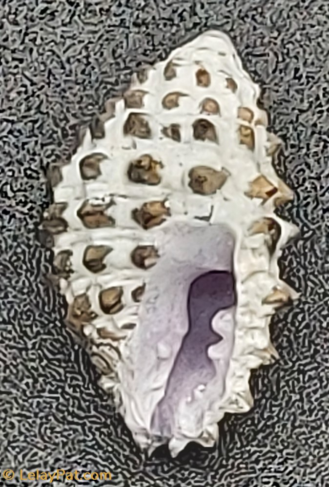 coquillage fossile gastropodum tenguella granulata