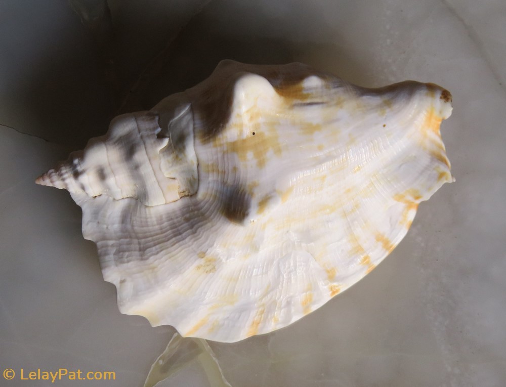 coquillage fossile gastropodum sinustrombus sinuatus