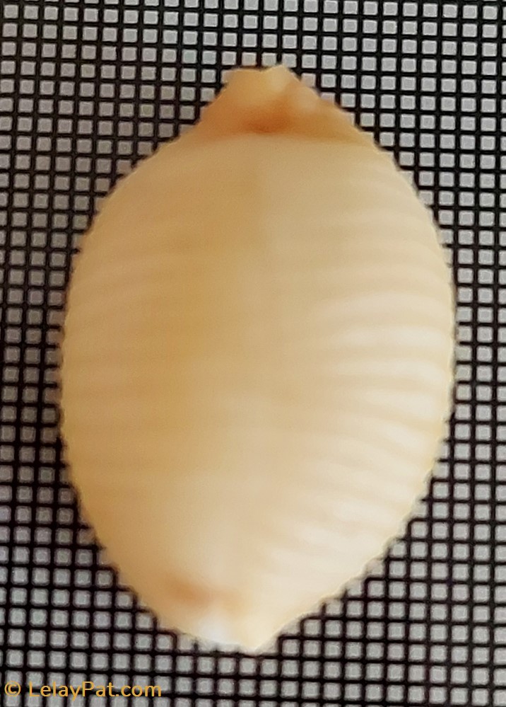 coquillage fossile gastropodum pustularia cicercula