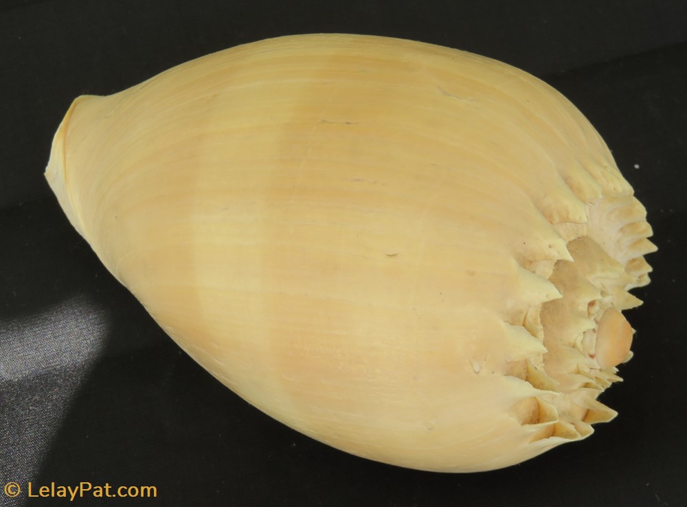 Melo diadema coquillage fossile gastropodum melo diadema