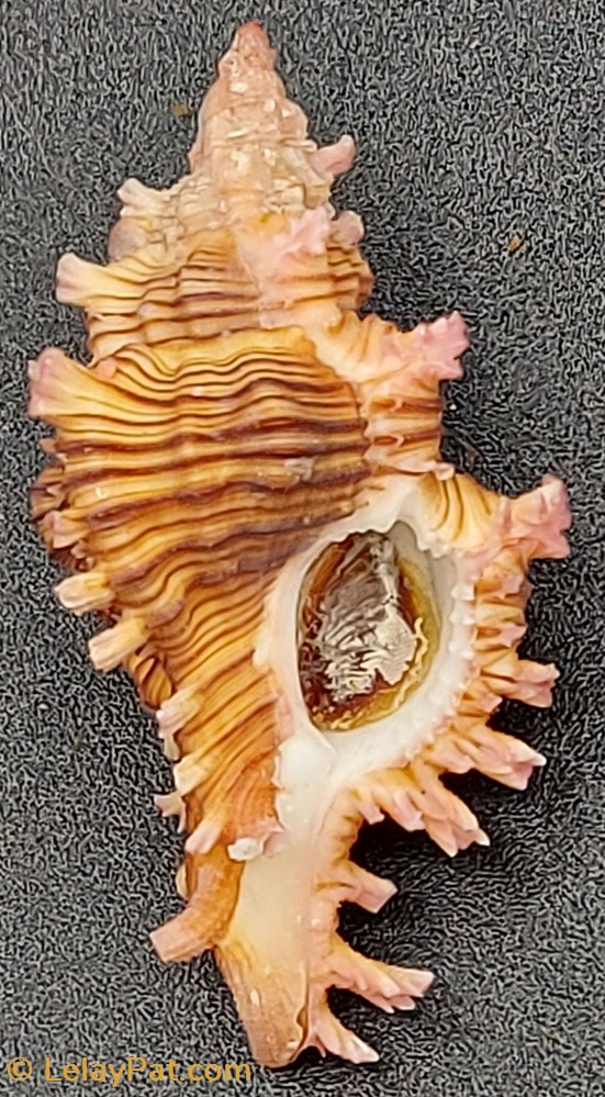 Chicoreus torrefactus rubiginosus coquillage fossile gastropodum chicoreus torrefactus rubiginosus