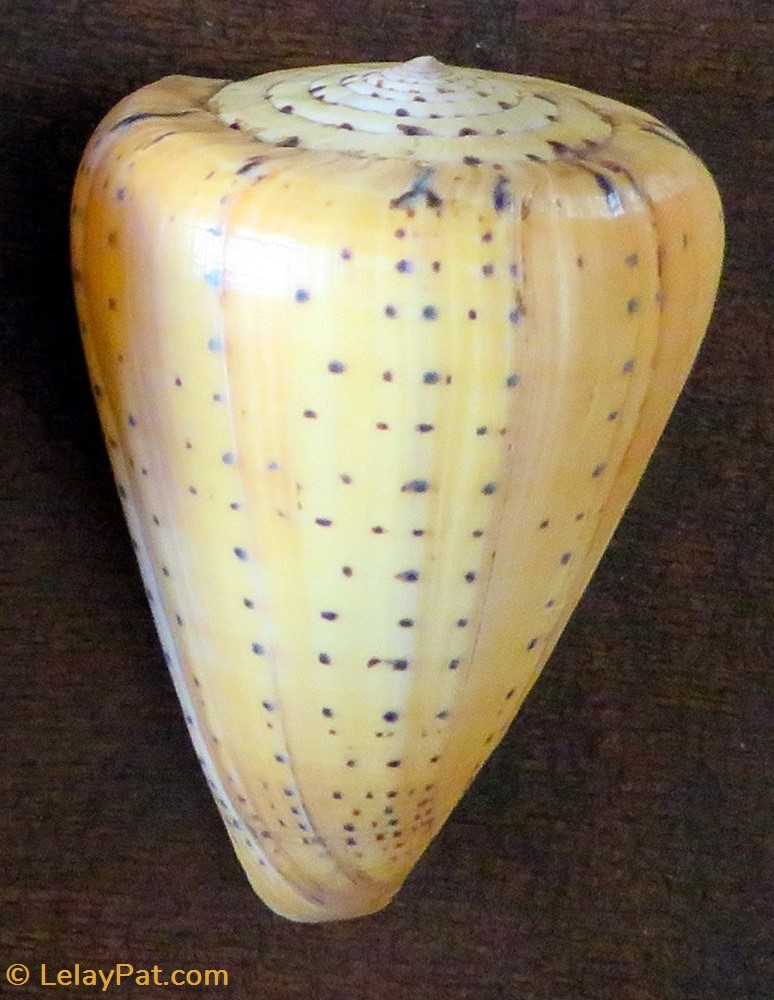 coquillage fossile gastropodum conus betulinus