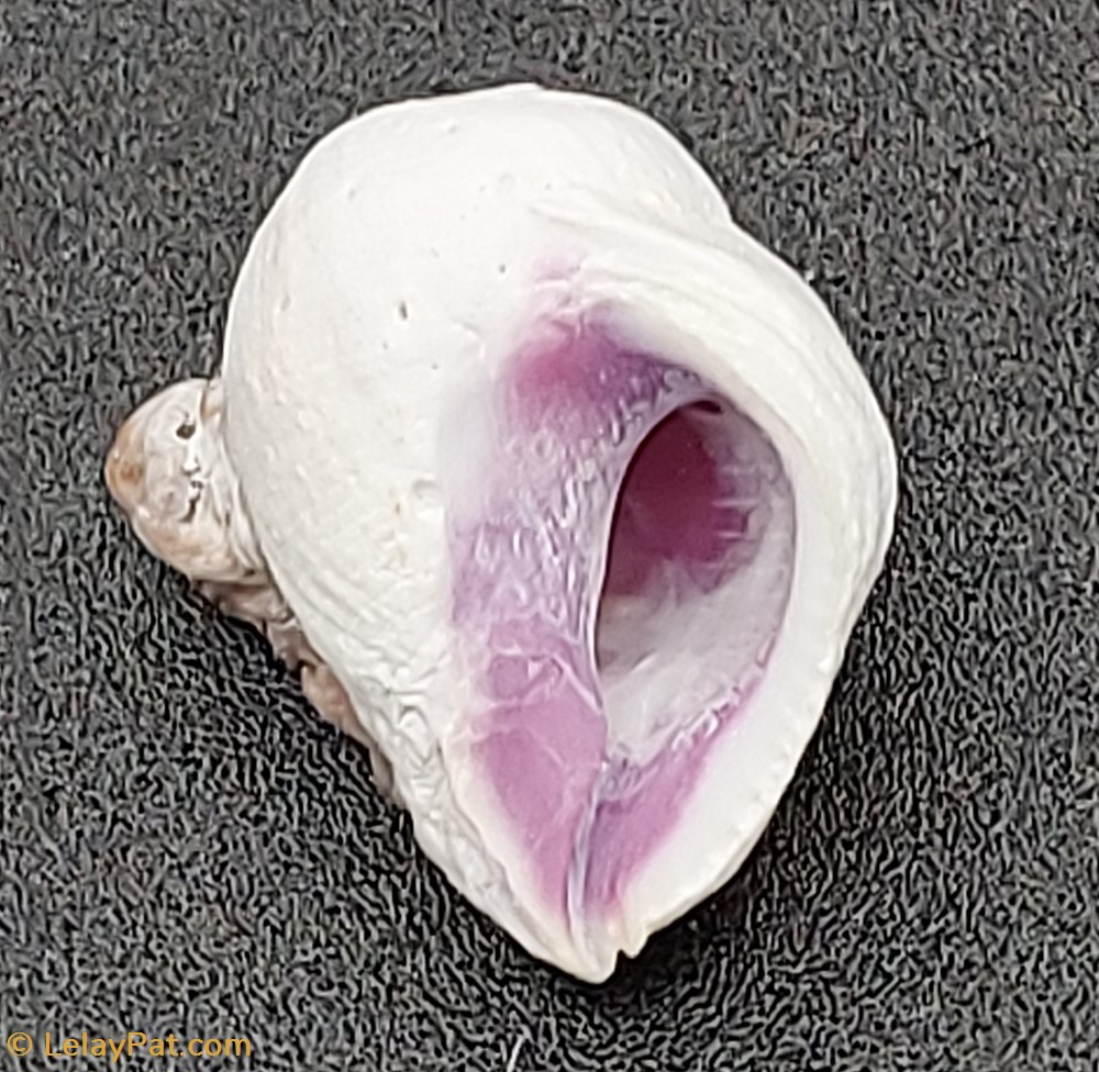 Coralliophila violacea coquillage fossile gastropodum coralliophila violacea
