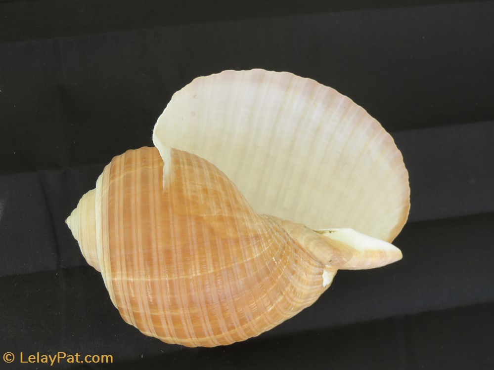 Tonna galea 4 coquillage fossile gastropodum tonna galea