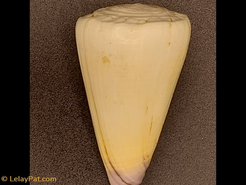 coquillage fossile gastropodum conus virgo
