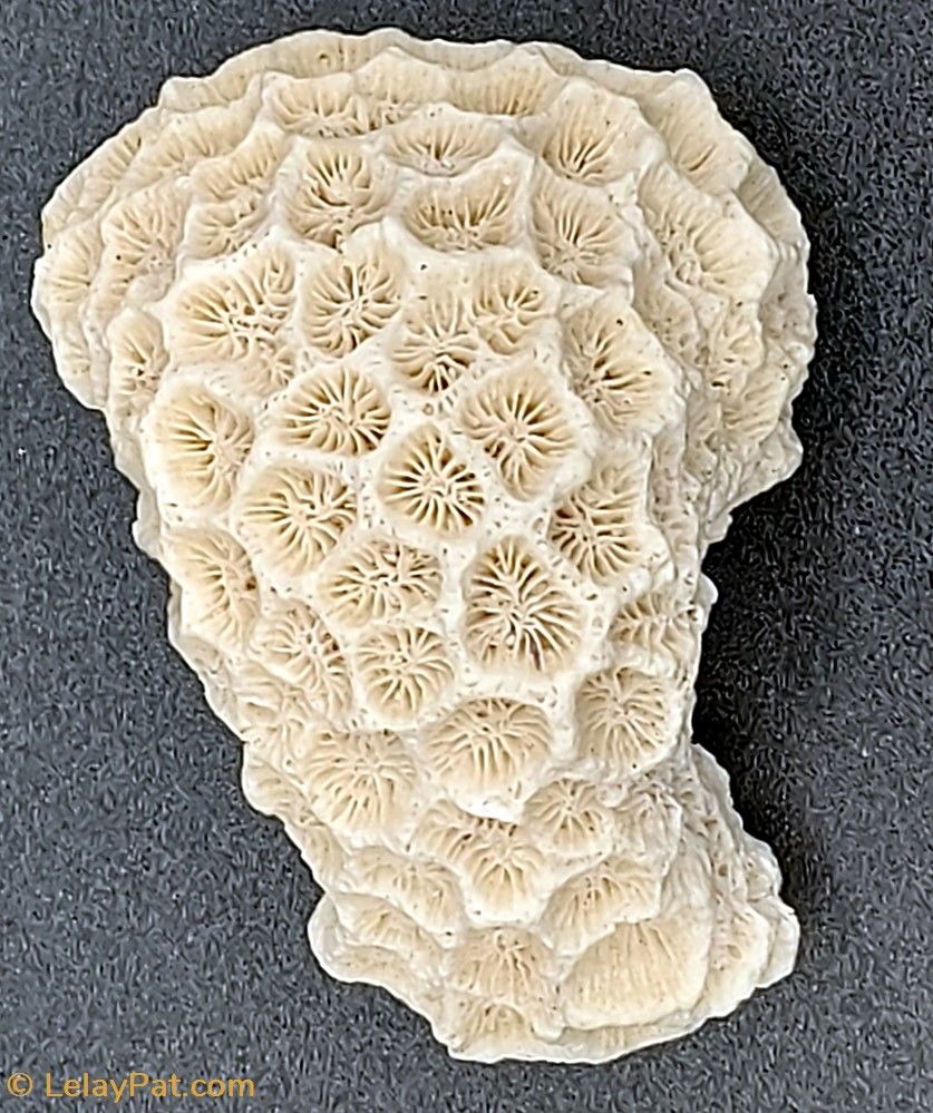 Goniastrea favulus coquillage fossile cnidaire anthozoa coraux et anemone goniastrea favulus