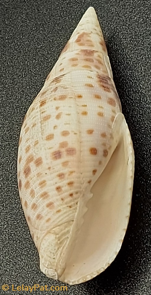 coquillage fossile gastropodum quasimitra cardinalis