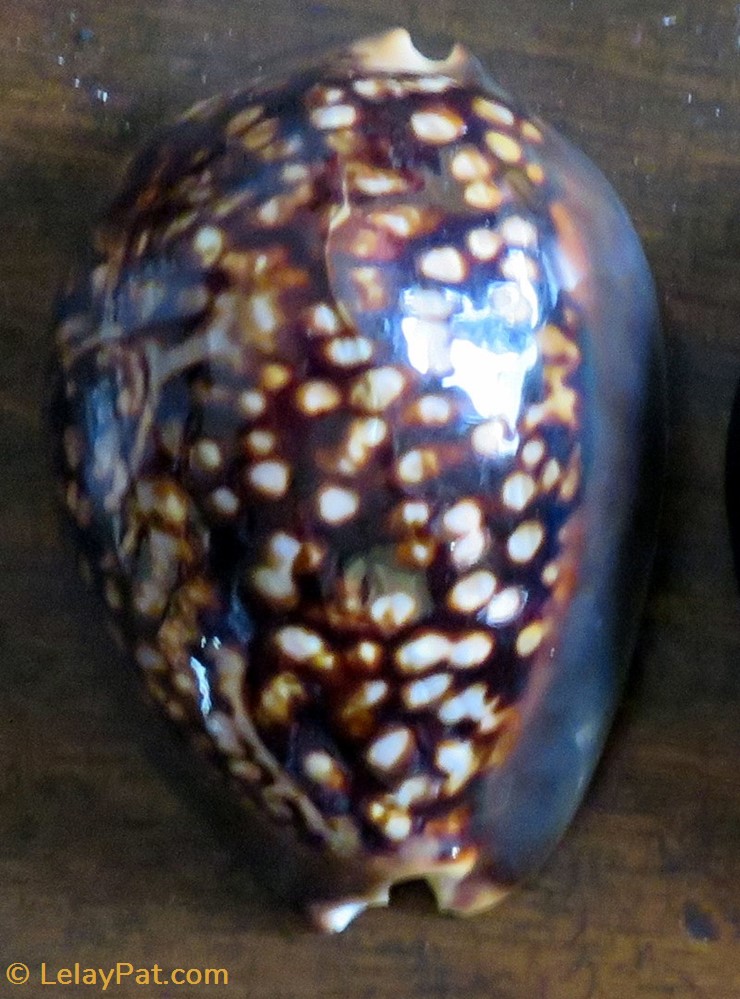 coquillage fossile gastropodum mauricia mauriciana