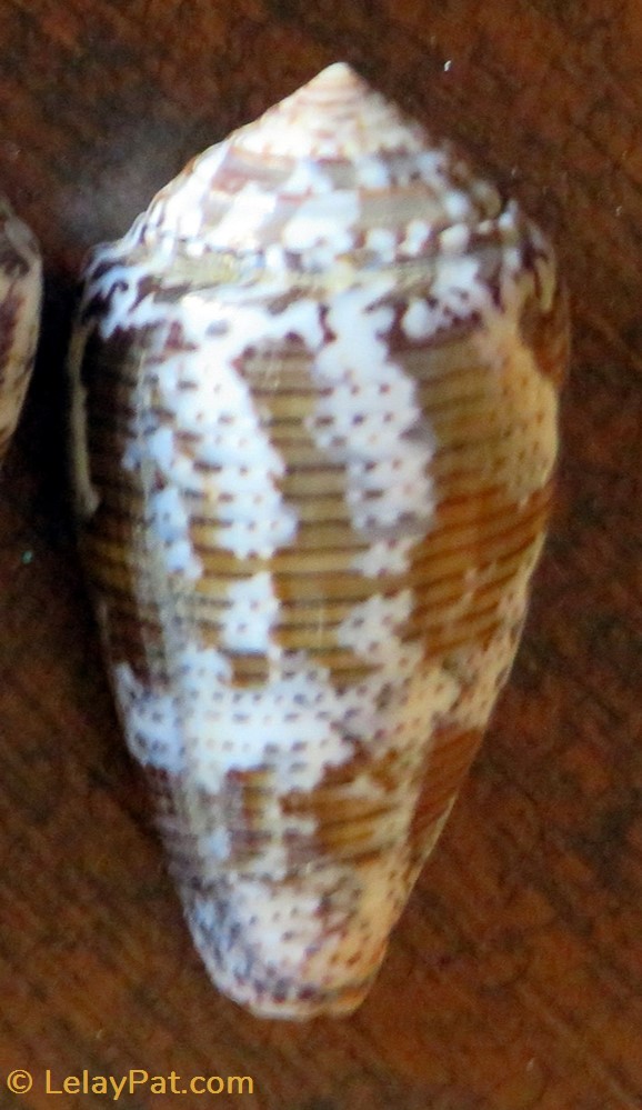 Conus monachus coquillage fossile gastropodum conus monachus