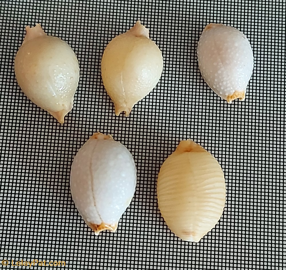 coquillage fossile gastropodum pustularia cicercula