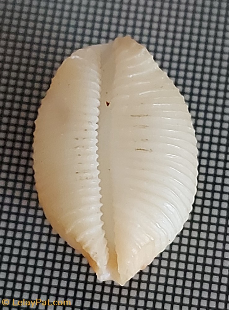 coquillage fossile gastropodum pustularia cicercula