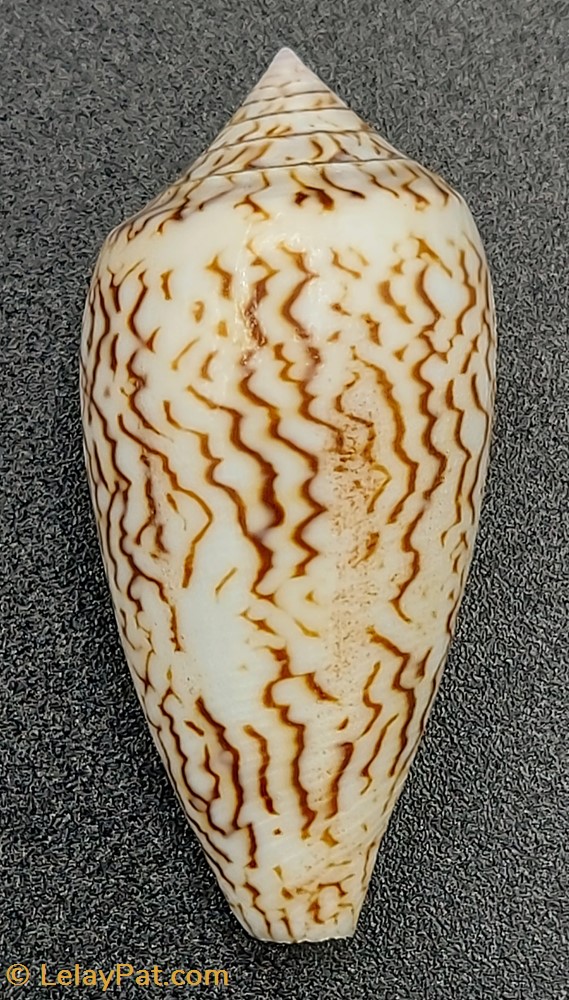 Conus textile scriptus coquillage fossile gastropodum conus textile scriptus