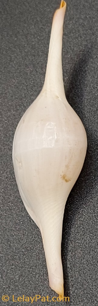 Volva volva coquillage fossile gastropodum volva volva