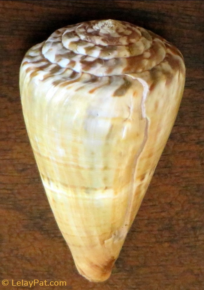 Conus namocanus 3 coquillage fossile gastropodum conus namocanus