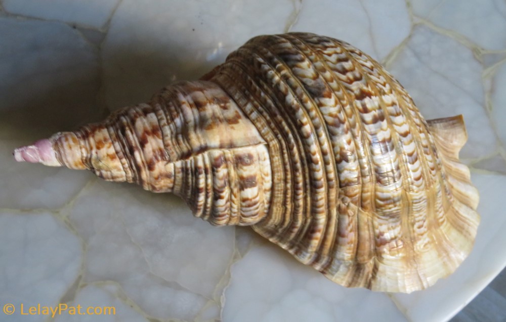 coquillage fossile gastropodum charonia tritonis