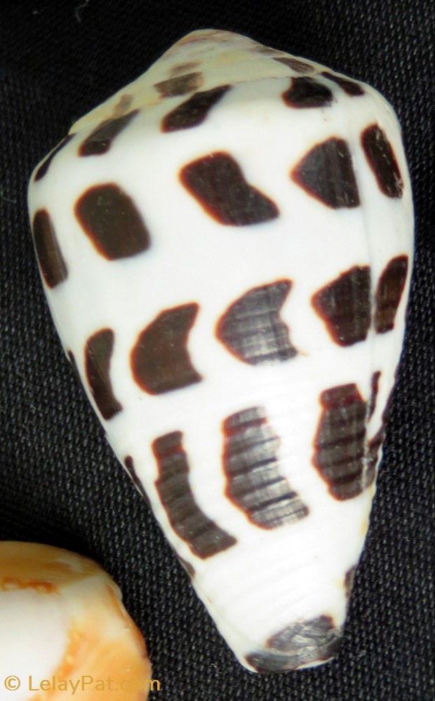 coquillage fossile gastropodum conus ebraeus