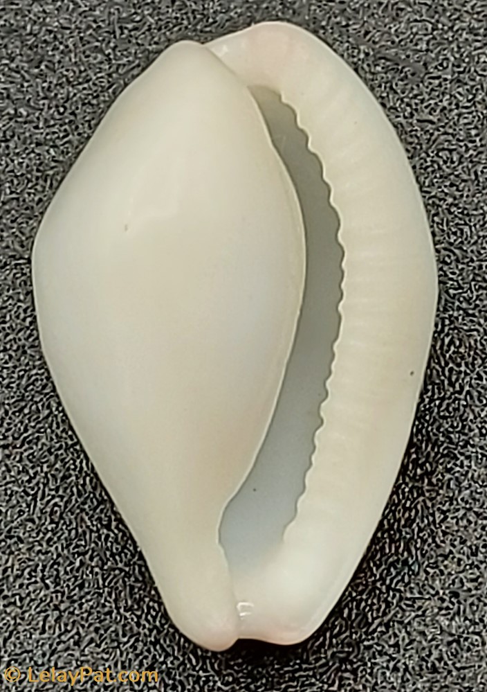 Calpurnus verrucosus coquillage fossile gastropodum calpurnus verrucosus