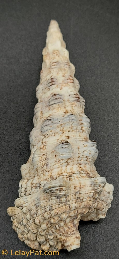 Cerithium nodulosum coquillage fossile gastropodum cerithium nodulosum