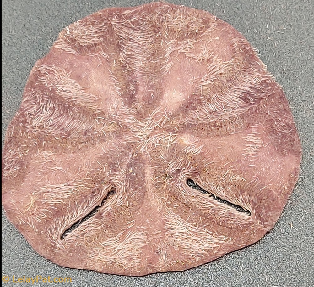 Echinodiscus bisperforatus 4 coquillage fossile autre echinodiscus bisperforatus