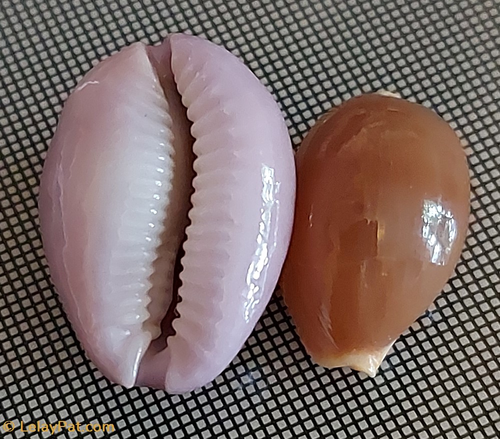 coquillage fossile gastropodum naria poraria
