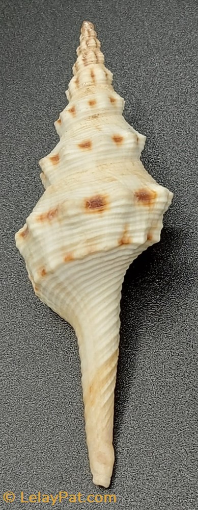Fusinus colus coquillage fossile gastropodum fusinus colus