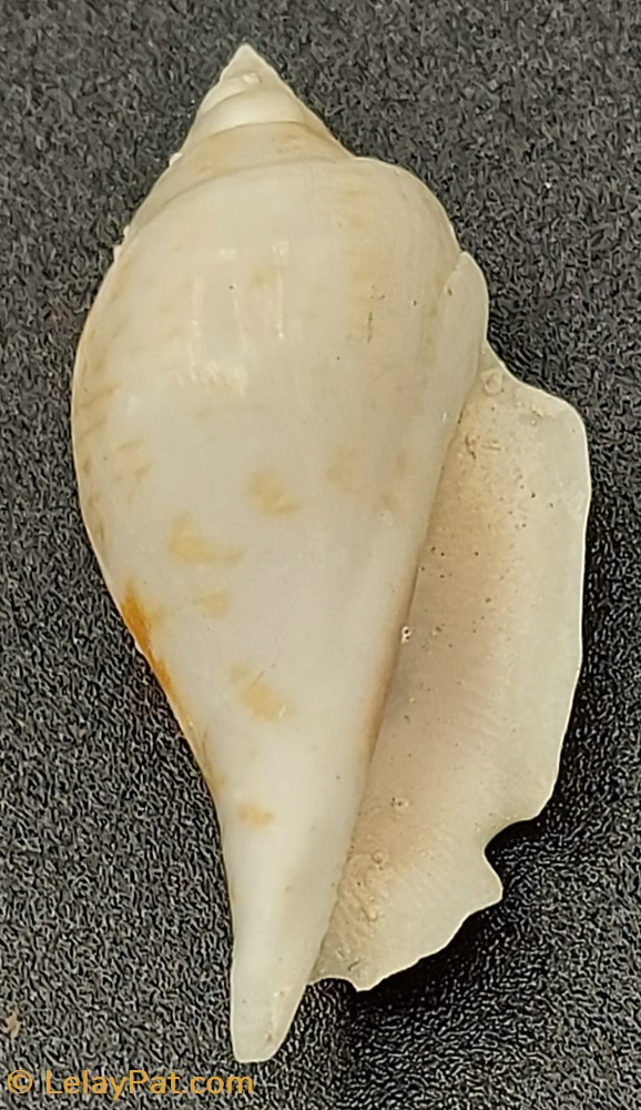 Strombus maculatus coquillage fossile gastropodum strombus maculatus