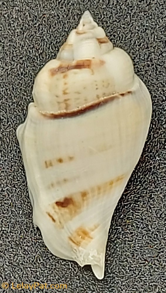 coquillage fossile gastropodum gibberulus gibberulus