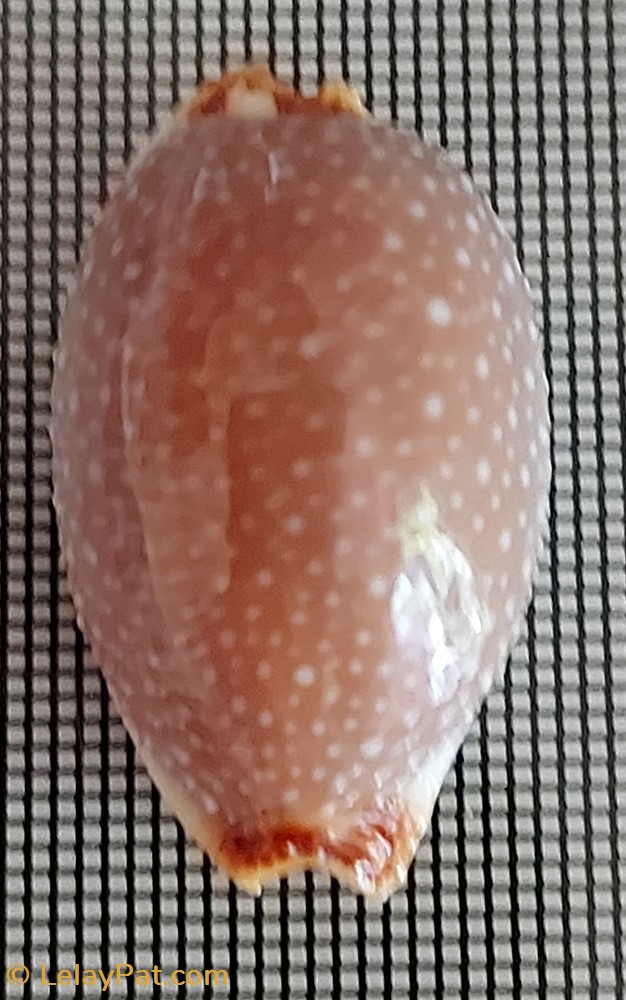 coquillage fossile gastropodum staphylaea limacina