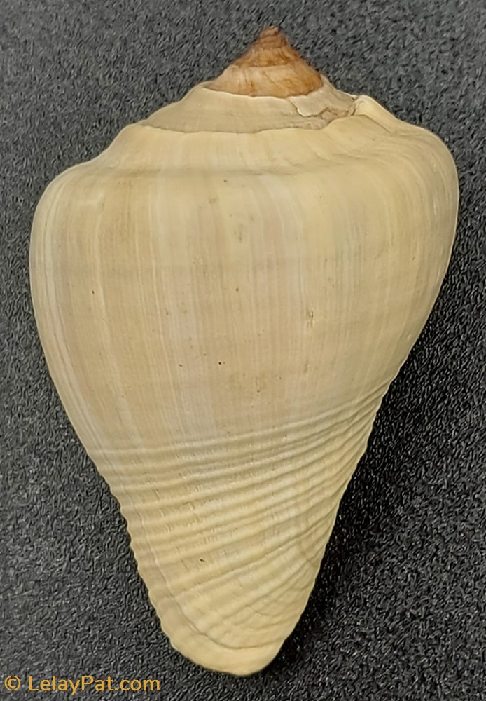 coquillage fossile gastropodum strombus