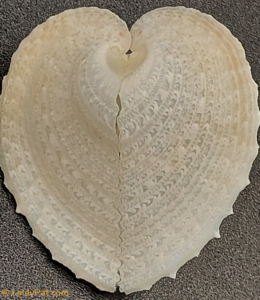 coquillage fossile bivalvium corculum cardissa