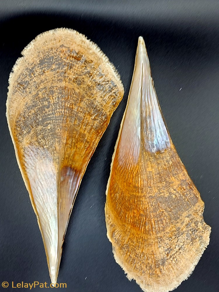 Pinna incurva coquillage fossile gastropodum pinna incurva