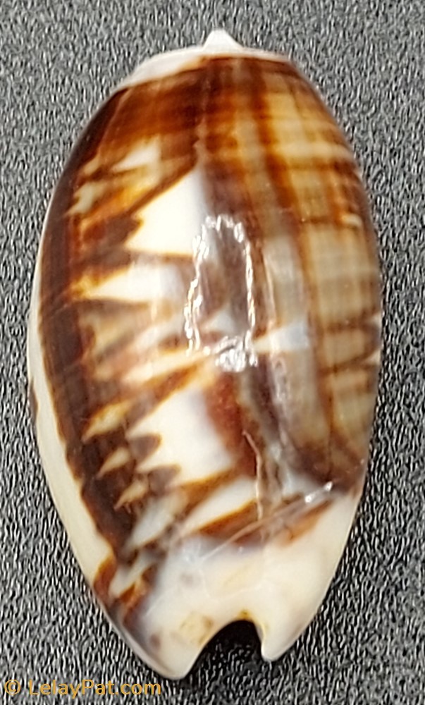 Oliva bulbosa fabagina coquillage fossile gastropodum oliva bulbosa fabagina